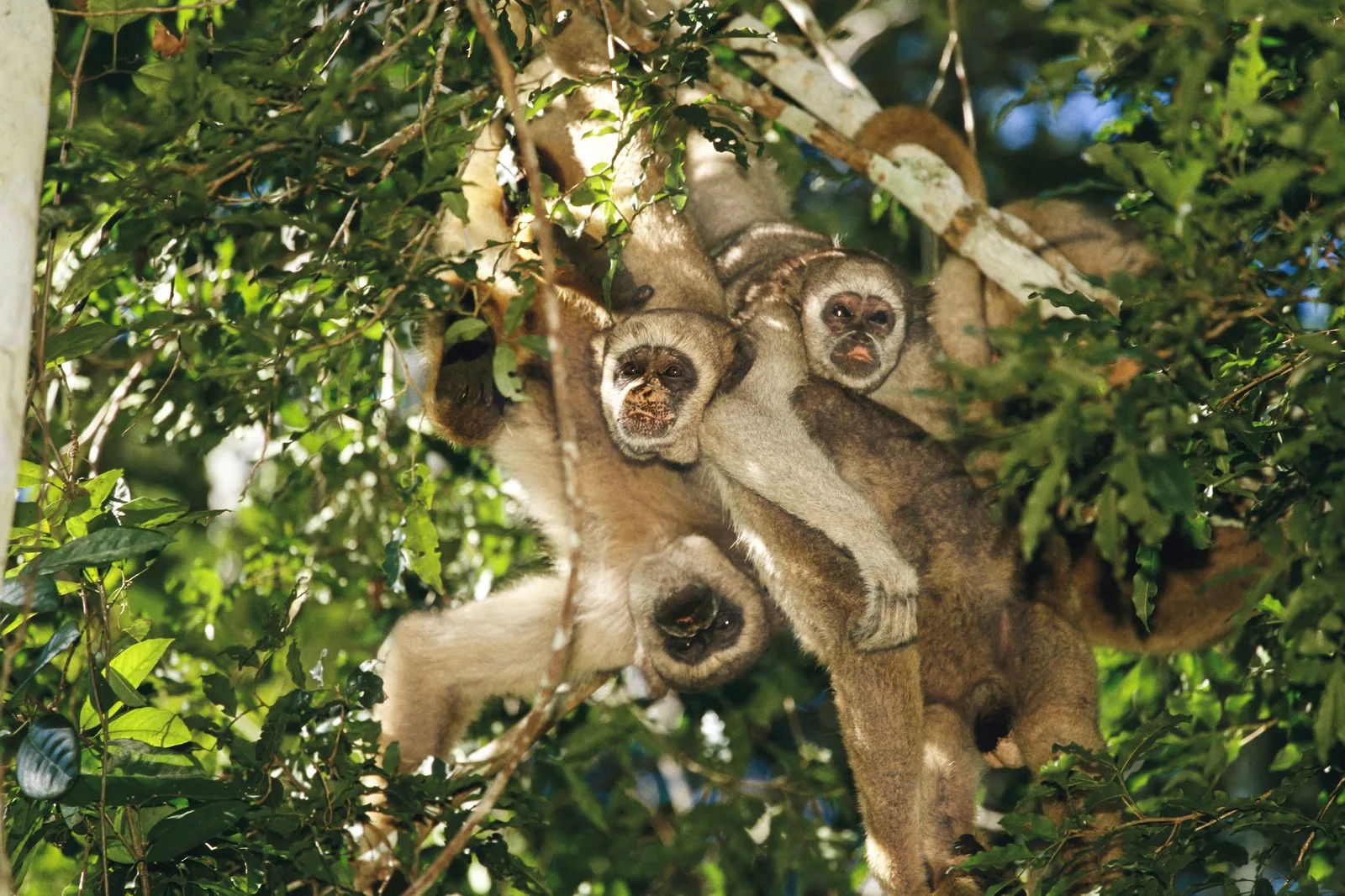 Endémique de la Mata Atlântica, le muriqui du nord, au museau noir moucheté de rose, est classé «en danger critique d’extinction».