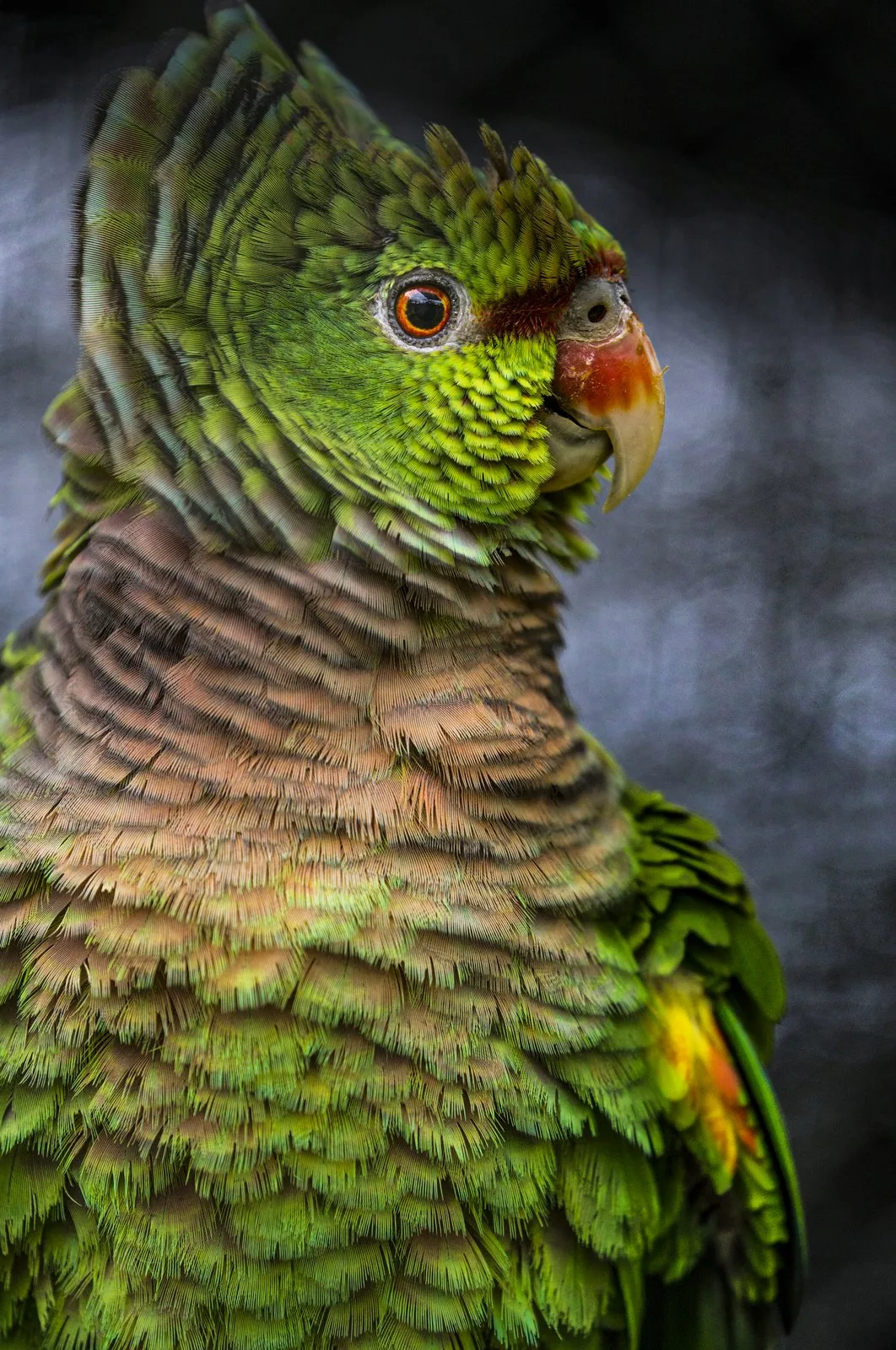 Quelque 300 espèces d’oiseaux, telle cette amazone vineuse, ont été répertoriées dans la réserve, à